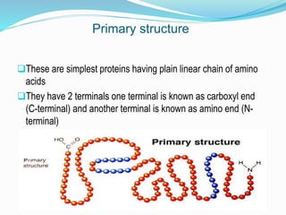 Primary structure
These are simplest proteins having plain linear chain of amino
acids
They have 2 terminals one terminal is known as carboxyl end
(C-terminal) and another terminal is known as amino end (N-
terminal)
 