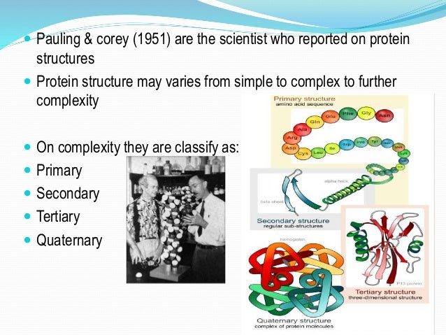 primary structure of protein download primary structure of protein download