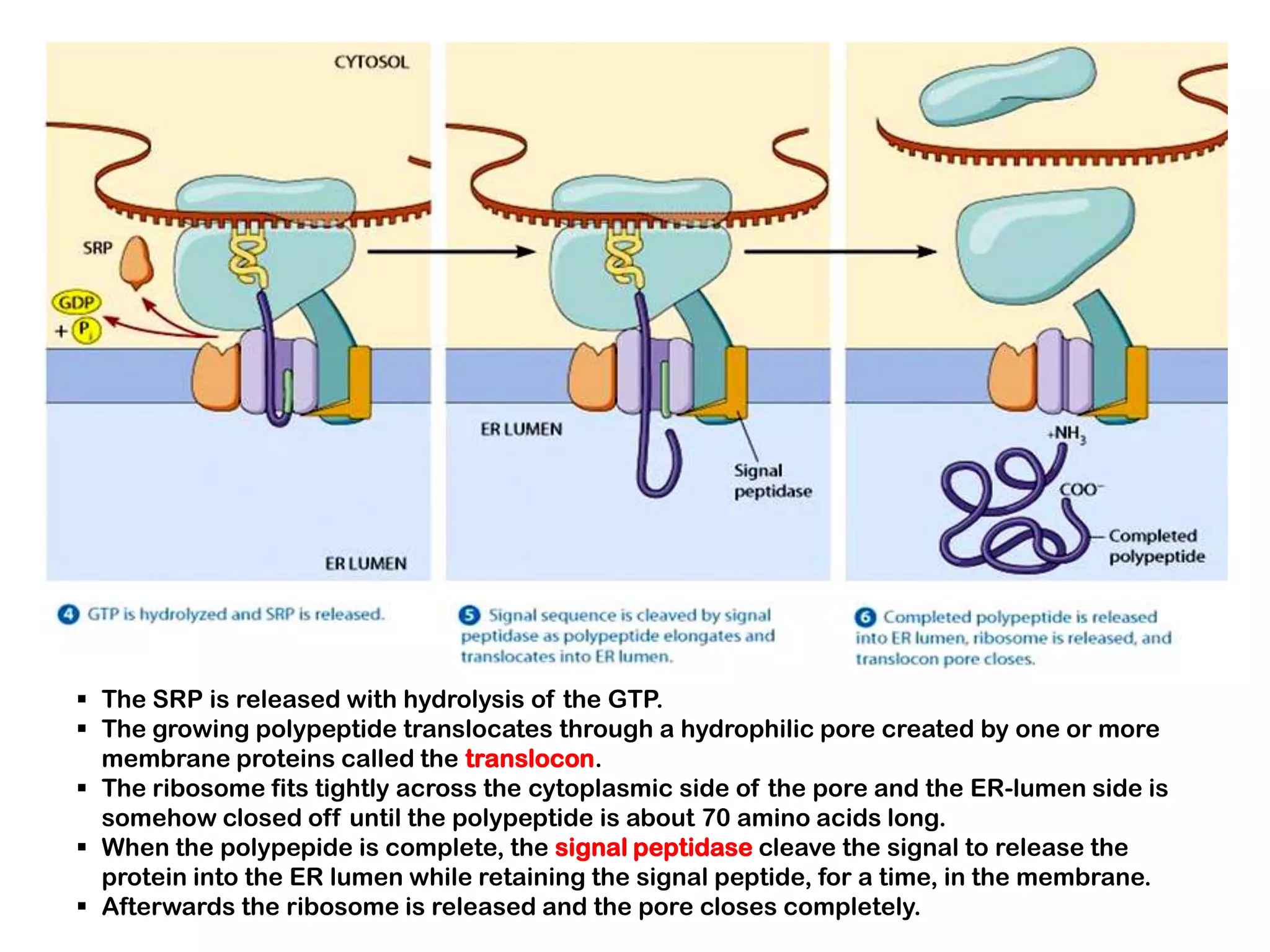 Protein structure, targeting and sorting | PPTX