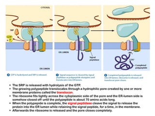  The SRP is released with hydrolysis of the GTP.
 The growing polypeptide translocates through a hydrophilic pore created by one or more
  membrane proteins called the translocon.
 The ribosome fits tightly across the cytoplasmic side of the pore and the ER-lumen side is
  somehow closed off until the polypeptide is about 70 amino acids long.
 When the polypepide is complete, the signal peptidase cleave the signal to release the
  protein into the ER lumen while retaining the signal peptide, for a time, in the membrane.
 Afterwards the ribosome is released and the pore closes completely.
 