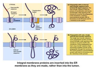Integral membrane proteins are inserted into the ER
membrane as they are made, rather than into the lumen.
 