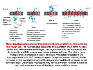 Major topological classes of integral membrane proteins synthesized on
the rough ER. The hydrophobic segments of the protein chain form helices
 embedded in the membrane bilayer; the regions outside the membrane are
   hydrophilic and fold into various conformations. All type IV proteins have
    multiple transmembrane helices. The type IV topology depicted here
  corresponds to that of G protein–coupled receptors: seven helices, the N-
terminus on the exoplasmic side of the membrane, and the C-terminus on the
cytosolic side. Other type IV proteins may have a different number of helices
         and various orientations of the N-terminus and C-terminus.
 