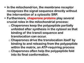  In the mitochondrion, the membrane receptor
  recognizes the signal sequence directly without
  the intervention of a cytosolic SRP.
 Furthermore, chaperone proteins play several
  crucial roles in the mitochondrial process:
   o Chaperones keep the polypeptide partially
      unfolded after synthesis in the cytosol so that
      binding of the transit sequence and
      translocation can occur.
   o Chaperones drive the translocation itself by
      binding to and releasing from the polypeptide
      within the matrix, an ATP-requiring process
   o Chaperones often help the polypeptide fold
      into its final conformation.
 