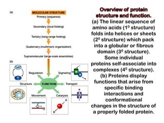 (a) The linear sequence of
 amino acids (10 structure)
folds into helices or sheets
 (20 structure) which pack
  into a globular or fibrous
    domain (30 structure).
       Some individual
proteins self-associate into
 complexes (40 structure).
     (b) Proteins display
  functions that arise from
       specific binding
       interactions and
        conformational
changes in the structure of
 a properly folded protein.
 