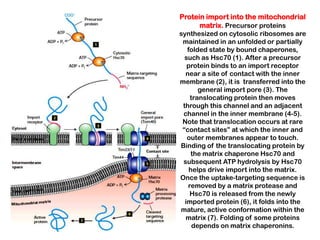 Protein import into the mitochondrial
      matrix. Precursor proteins
synthesized on cytosolic ribosomes are
 maintained in an unfolded or partially
   folded state by bound chaperones,
  such as Hsc70 (1). After a precursor
   protein binds to an import receptor
  near a site of contact with the inner
membrane (2), it is transferred into the
       general import pore (3). The
    translocating protein then moves
 through this channel and an adjacent
 channel in the inner membrane (4-5).
 Note that translocation occurs at rare
 “contact sites” at which the inner and
   outer membranes appear to touch.
Binding of the translocating protein by
     the matrix chaperone Hsc70 and
 subsequent ATP hydrolysis by Hsc70
    helps drive import into the matrix.
Once the uptake-targeting sequence is
   removed by a matrix protease and
    Hsc70 is released from the newly
  imported protein (6), it folds into the
mature, active conformation within the
  matrix (7). Folding of some proteins
     depends on matrix chaperonins.
 