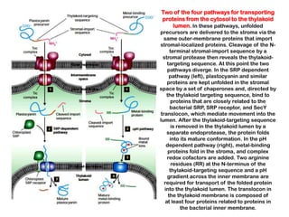 Two of the four pathways for transporting
proteins from the cytosol to the thylakoid
    lumen. In these pathways, unfolded
precursors are delivered to the stroma via the
  same outer-membrane proteins that import
stromal-localized proteins. Cleavage of the N-
     terminal stromal-import sequence by a
 stromal protease then reveals the thylakoid-
    targeting sequence. At this point the two
    pathways diverge. In the SRP dependent
     pathway (left), plastocyanin and similar
    proteins are kept unfolded in the stromal
space by a set of chaperones and, directed by
   the thylakoid targeting sequence, bind to
      proteins that are closely related to the
     bacterial SRP, SRP receptor, and SecY
translocon, which mediate movement into the
lumen. After the thylakoid-targeting sequence
      is removed in the thylakoid lumen by a
    separate endoprotease, the protein folds
     into its mature conformation. In the pH
   dependent pathway (right), metal-binding
    proteins fold in the stroma, and complex
    redox cofactors are added. Two arginine
      residues (RR) at the N-terminus of the
     thylakoid-targeting sequence and a pH
    gradient across the inner membrane are
  required for transport of the folded protein
  into the thylakoid lumen. The translocon in
    the thylakoid membrane is composed of
   at least four proteins related to proteins in
           the bacterial inner membrane.
 