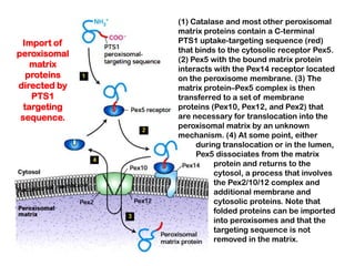 (1) Catalase and most other peroxisomal
              matrix proteins contain a C-terminal
 Import of    PTS1 uptake-targeting sequence (red)
peroxisomal   that binds to the cytosolic receptor Pex5.
              (2) Pex5 with the bound matrix protein
    matrix    interacts with the Pex14 receptor located
   proteins   on the peroxisome membrane. (3) The
directed by   matrix protein–Pex5 complex is then
    PTS1      transferred to a set of membrane
  targeting   proteins (Pex10, Pex12, and Pex2) that
 sequence.    are necessary for translocation into the
              peroxisomal matrix by an unknown
              mechanism. (4) At some point, either
                   during translocation or in the lumen,
                   Pex5 dissociates from the matrix
                        protein and returns to the
                        cytosol, a process that involves
                        the Pex2/10/12 complex and
                        additional membrane and
                        cytosolic proteins. Note that
                        folded proteins can be imported
                        into peroxisomes and that the
                        targeting sequence is not
                        removed in the matrix.
 