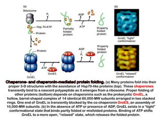 (a) Many proteins fold into their
 proper 3-D structures with the assistance of Hsp70-like proteins (top). These chaperones
 transiently bind to a nascent polypeptide as it emerges from a ribosome. Proper folding of
     other proteins (bottom) depends on chaperonins such as the prokaryotic GroEL, a
hollow, barrel-shaped complex of 14 identical 60,000-MW subunits arranged in two stacked
rings. One end of GroEL is transiently blocked by the co-chaperonin GroES, an assembly of
10,000-MW subunits. (b) In the absence of ATP or presence of ADP, GroEL exists in a “tight”
  conformational state that binds partly folded or misfolded proteins. Binding of ATP shifts
         GroEL to a more open, “relaxed” state, which releases the folded protein.
 