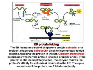 The ER membrane-bound chaperone protein calnexin, or a
 resident chaperone calreticulin binds to incompletely folded
 proteins, trapping the protein in the ER. Glucosyl transferase
determines whether the protein is folded properly or not: if the
  protein is still incompletely folded, the enzyme renews the
 protein's affinity for calnexin & retains it in the ER. The cycle
        repeats until the protein has folded completely.
 