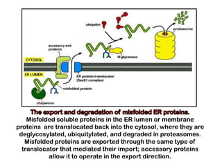 Misfolded soluble proteins in the ER lumen or membrane
proteins are translocated back into the cytosol, where they are
 deglycosylated, ubiquitylated, and degraded in proteasomes.
   Misfolded proteins are exported through the same type of
  translocator that mediated their import; accessory proteins
           allow it to operate in the export direction.
 