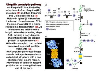 (a) Enzyme E1 is activated by
 attachment of an ubiquitin (Ub)
 molecule (1) and then transfers
     this Ub molecule to E2 (2).
   Ubiquitin ligase (E3) transfers
 the bound Ub molecule on E2 to
   the side-chain-NH2 of a lysine
residue in a target protein (3).Ub
     molecules are added to the
target protein by repeating steps
    1–3 , forming a polyubiquitin
    chain that directs the tagged
    protein to a proteasome (4).
Within this complex, the protein
    is cleaved into small peptide
            fragments (5).
  (b) Computer-generated image
 reveals that a proteasome has a
  cylindrical structure with a cap
    at each end of a core region.
  Proteolysis of ubiquitin-tagged
 proteins occurs along the inner
           wall of the core.
 