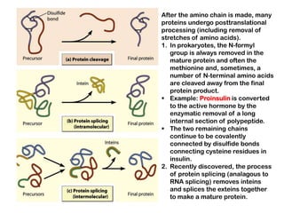 After the amino chain is made, many
proteins undergo posttranslational
processing (including removal of
stretches of amino acids).
1. In prokaryotes, the N-formyl
   group is always removed in the
   mature protein and often the
   methionine and, sometimes, a
   number of N-terminal amino acids
   are cleaved away from the final
   protein product.
 Example: Proinsulin is converted
   to the active hormone by the
   enzymatic removal of a long
   internal section of polypeptide.
 The two remaining chains
   continue to be covalently
   connected by disulfide bonds
   connecting cysteine residues in
   insulin.
2. Recently discovered, the process
   of protein splicing (analagous to
   RNA splicing) removes inteins
   and splices the exteins together
   to make a mature protein.
 