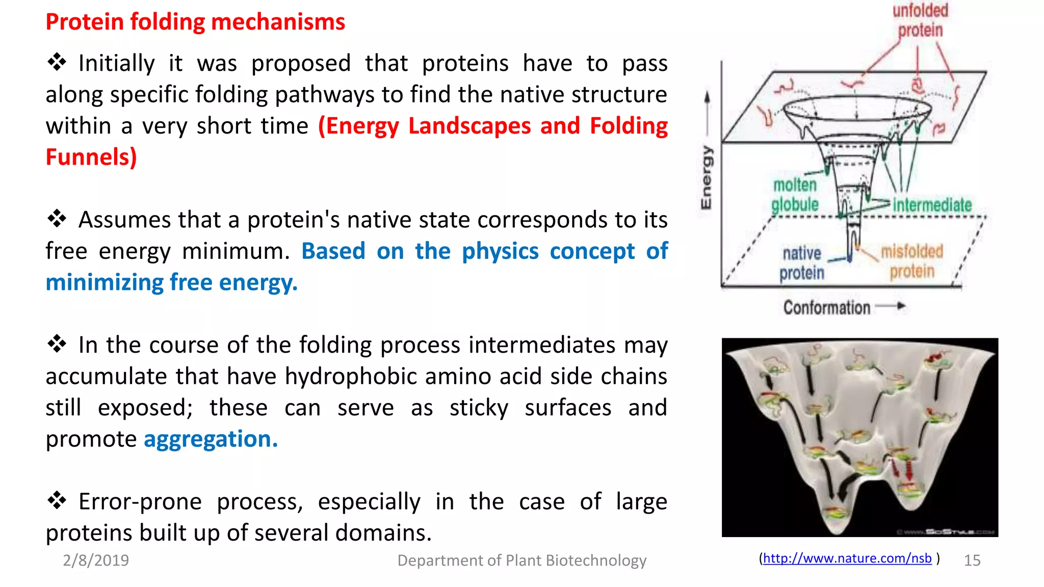 2/8/2019 Department of Plant Biotechnology 15
 Initially it was proposed that proteins have to pass
along specific folding pathways to find the native structure
within a very short time (Energy Landscapes and Folding
Funnels)
 Assumes that a protein's native state corresponds to its
free energy minimum. Based on the physics concept of
minimizing free energy.
 In the course of the folding process intermediates may
accumulate that have hydrophobic amino acid side chains
still exposed; these can serve as sticky surfaces and
promote aggregation.
 Error-prone process, especially in the case of large
proteins built up of several domains.
(http://www.nature.com/nsb )
Protein folding mechanisms
 