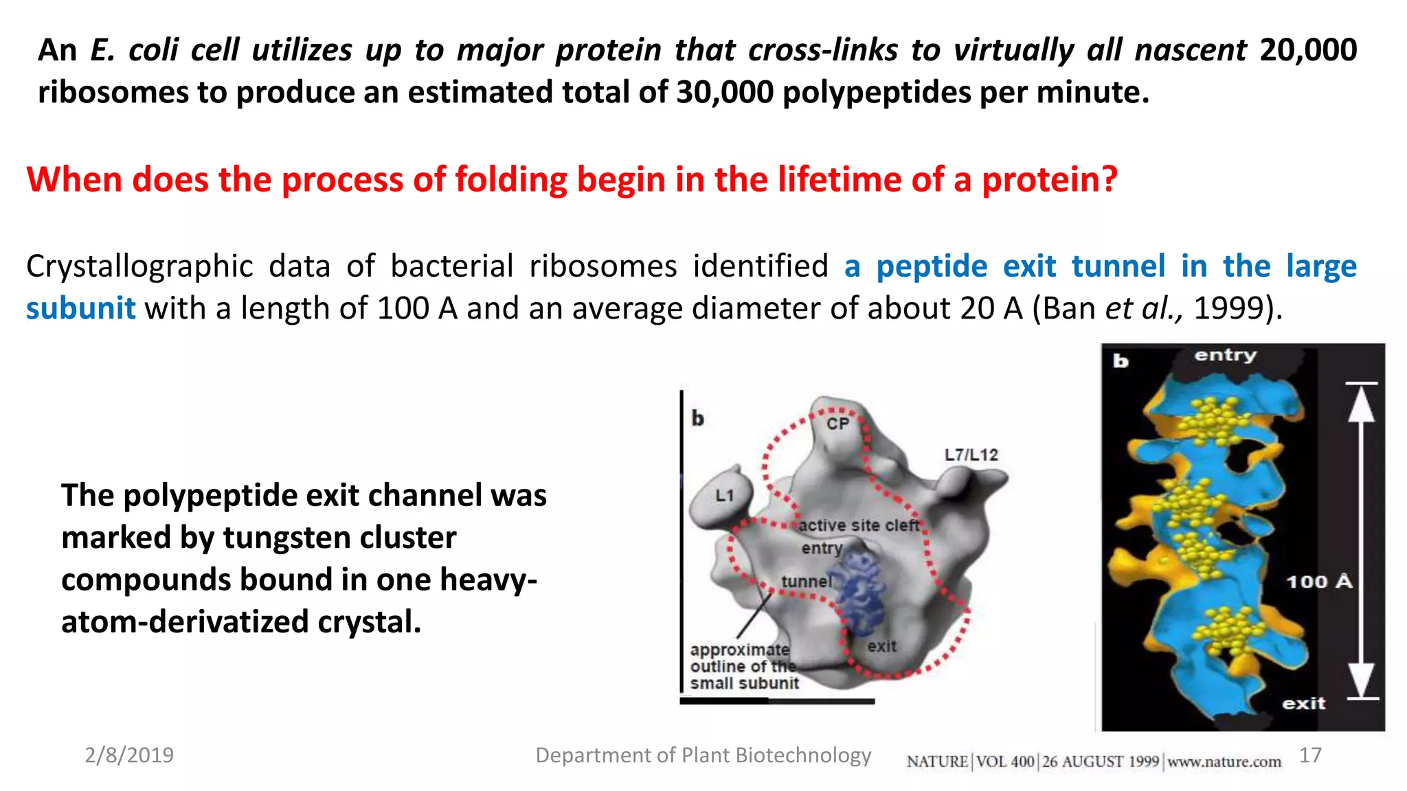 2/8/2019 Department of Plant Biotechnology 17
An E. coli cell utilizes up to major protein that cross-links to virtually all nascent 20,000
ribosomes to produce an estimated total of 30,000 polypeptides per minute.
The polypeptide exit channel was
marked by tungsten cluster
compounds bound in one heavy-
atom-derivatized crystal.
When does the process of folding begin in the lifetime of a protein?
Crystallographic data of bacterial ribosomes identified a peptide exit tunnel in the large
subunit with a length of 100 A and an average diameter of about 20 A (Ban et al., 1999).
 