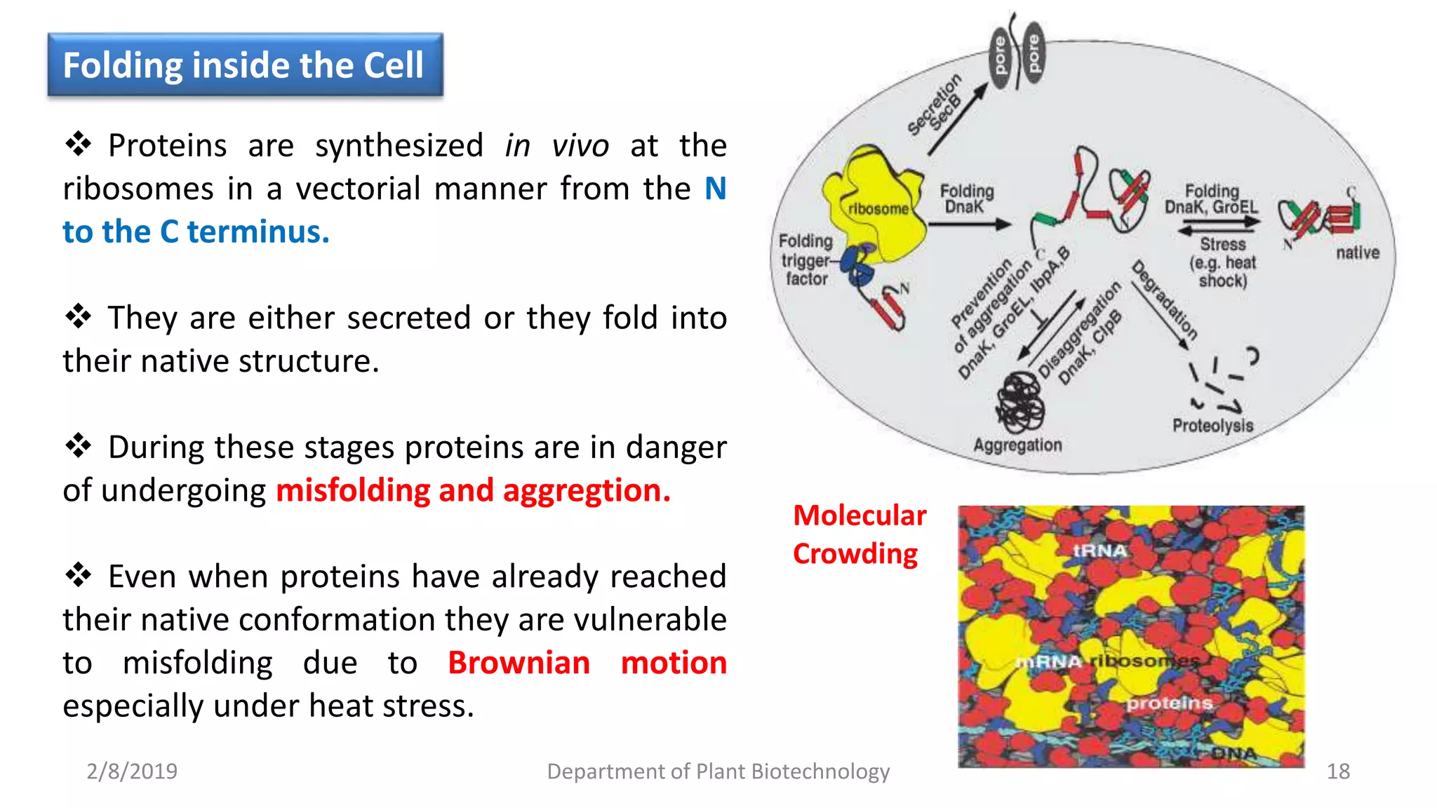 2/8/2019 Department of Plant Biotechnology 18
Folding inside the Cell
 Proteins are synthesized in vivo at the
ribosomes in a vectorial manner from the N
to the C terminus.
 They are either secreted or they fold into
their native structure.
 During these stages proteins are in danger
of undergoing misfolding and aggregtion.
 Even when proteins have already reached
their native conformation they are vulnerable
to misfolding due to Brownian motion
especially under heat stress.
Molecular
Crowding
 