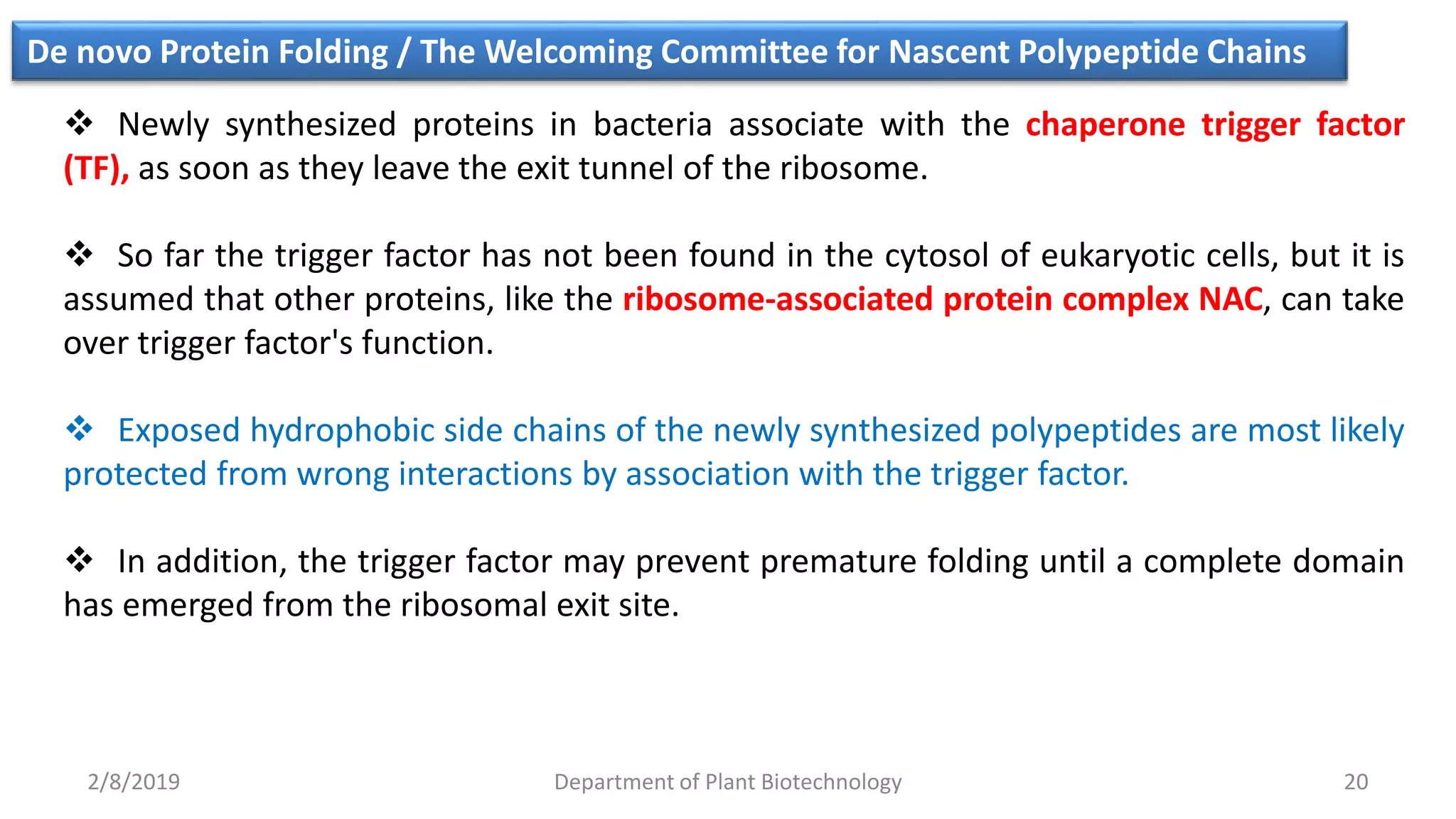 2/8/2019 Department of Plant Biotechnology 20
De novo Protein Folding / The Welcoming Committee for Nascent Polypeptide Chains
 Newly synthesized proteins in bacteria associate with the chaperone trigger factor
(TF), as soon as they leave the exit tunnel of the ribosome.
 So far the trigger factor has not been found in the cytosol of eukaryotic cells, but it is
assumed that other proteins, like the ribosome-associated protein complex NAC, can take
over trigger factor's function.
 Exposed hydrophobic side chains of the newly synthesized polypeptides are most likely
protected from wrong interactions by association with the trigger factor.
 In addition, the trigger factor may prevent premature folding until a complete domain
has emerged from the ribosomal exit site.
 