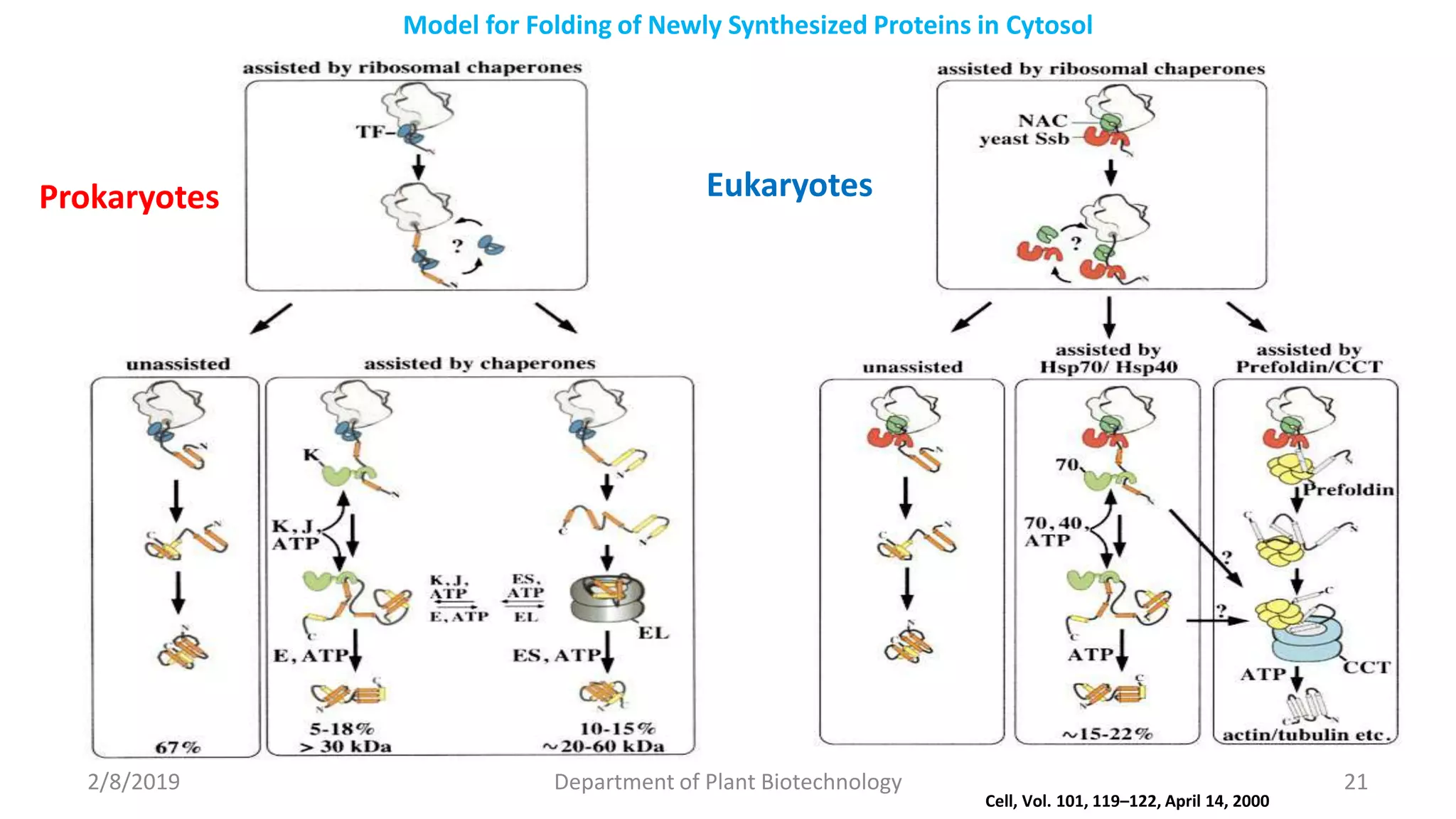 2/8/2019 Department of Plant Biotechnology 21
Cell, Vol. 101, 119–122, April 14, 2000
Prokaryotes Eukaryotes
Model for Folding of Newly Synthesized Proteins in Cytosol
 