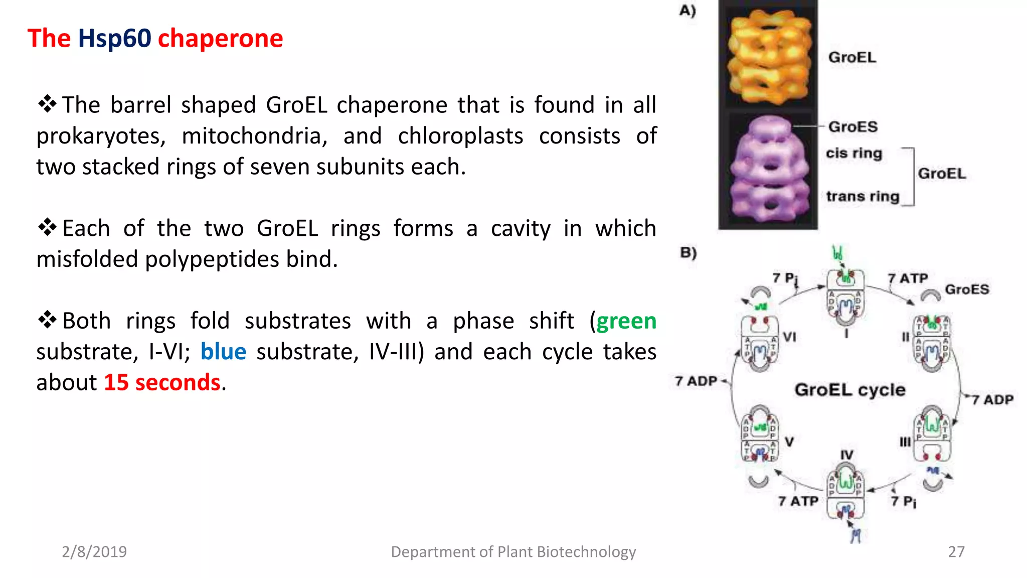 2/8/2019 Department of Plant Biotechnology 27
The Hsp60 chaperone
The barrel shaped GroEL chaperone that is found in all
prokaryotes, mitochondria, and chloroplasts consists of
two stacked rings of seven subunits each.
Each of the two GroEL rings forms a cavity in which
misfolded polypeptides bind.
Both rings fold substrates with a phase shift (green
substrate, I-VI; blue substrate, IV-III) and each cycle takes
about 15 seconds.
 