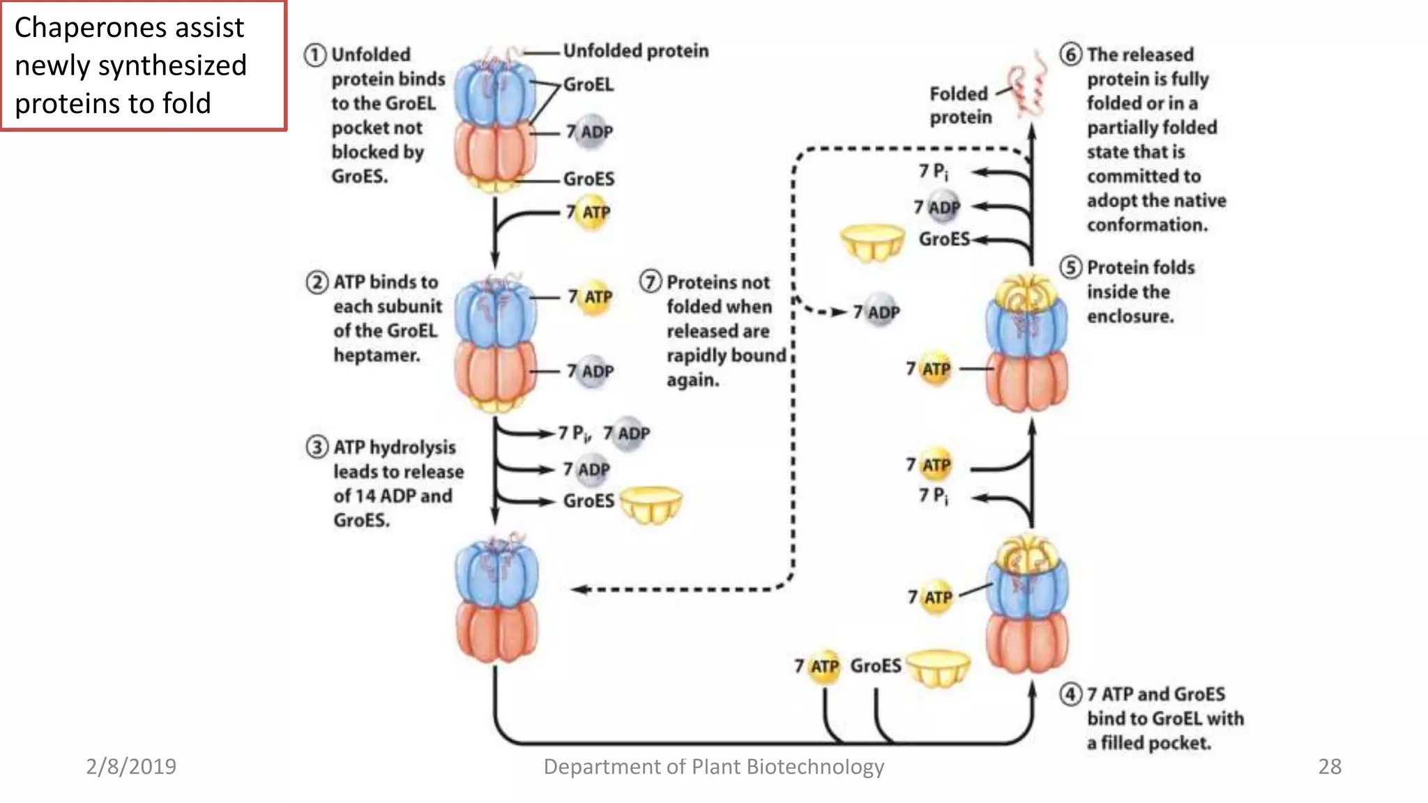 2/8/2019 Department of Plant Biotechnology 28
Chaperones assist
newly synthesized
proteins to fold
 