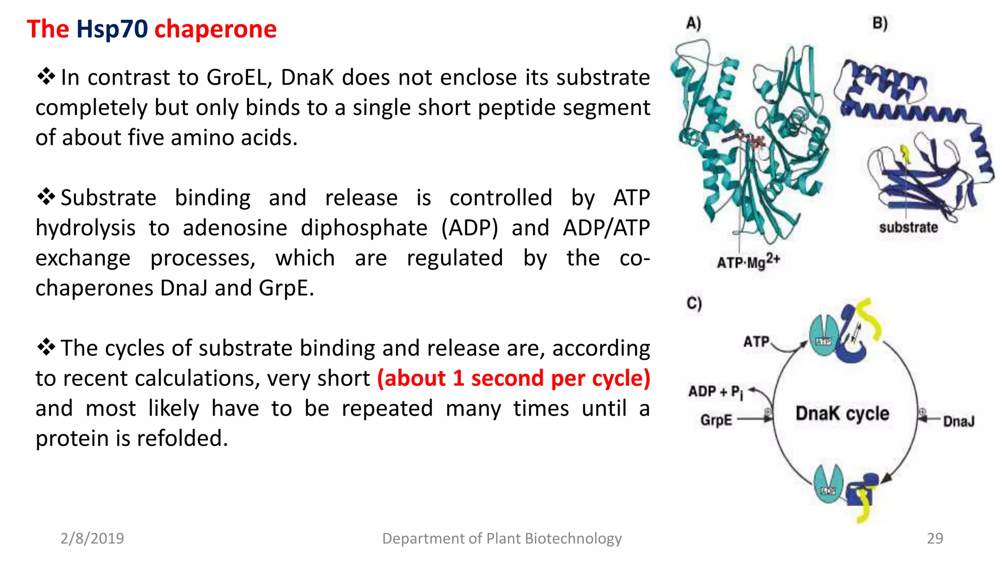 2/8/2019 Department of Plant Biotechnology 29
The Hsp70 chaperone
In contrast to GroEL, DnaK does not enclose its substrate
completely but only binds to a single short peptide segment
of about five amino acids.
Substrate binding and release is controlled by ATP
hydrolysis to adenosine diphosphate (ADP) and ADP/ATP
exchange processes, which are regulated by the co-
chaperones DnaJ and GrpE.
The cycles of substrate binding and release are, according
to recent calculations, very short (about 1 second per cycle)
and most likely have to be repeated many times until a
protein is refolded.
 