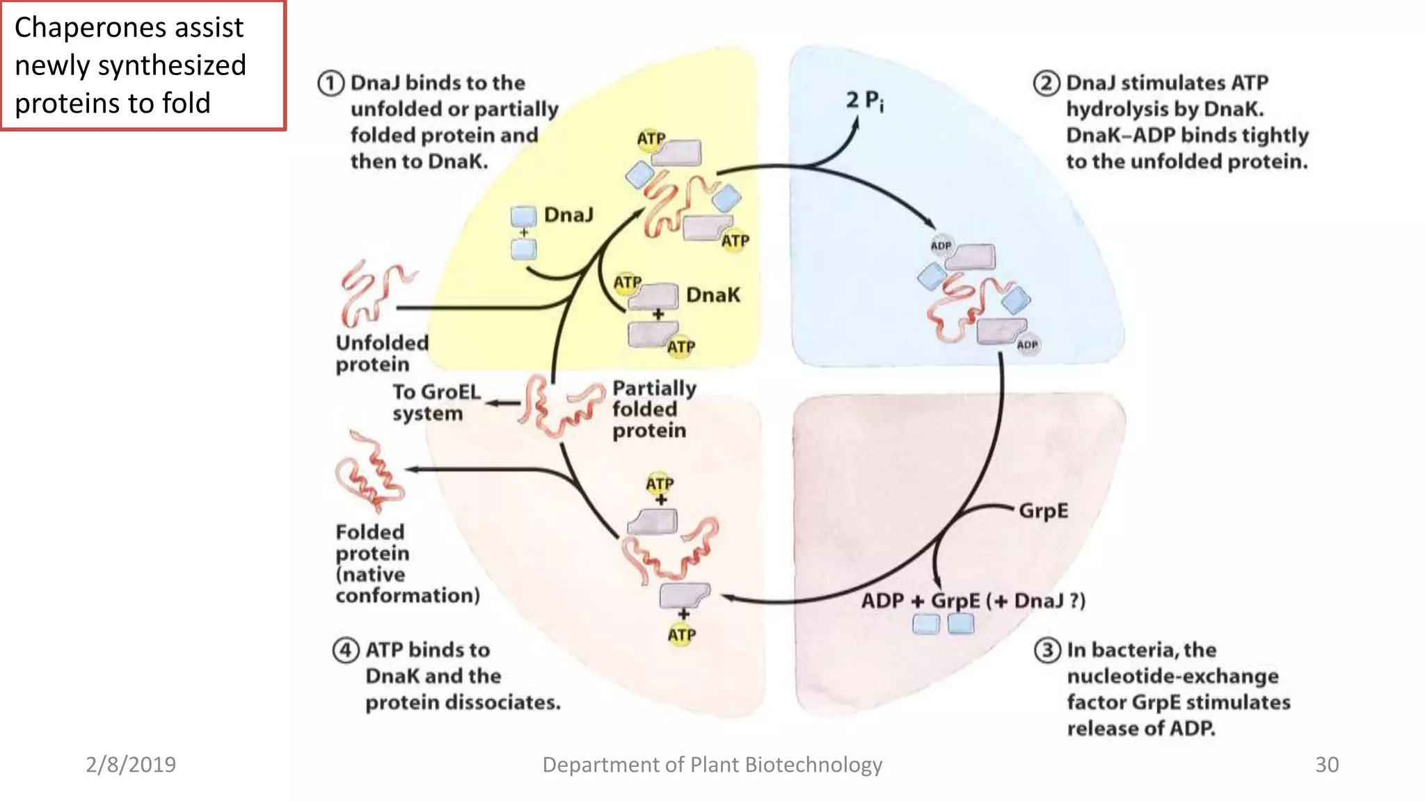 2/8/2019 Department of Plant Biotechnology 30
Chaperones assist
newly synthesized
proteins to fold
 
