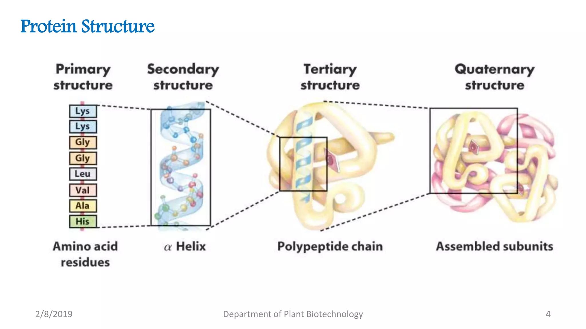 2/8/2019 Department of Plant Biotechnology 4
Protein Structure
 