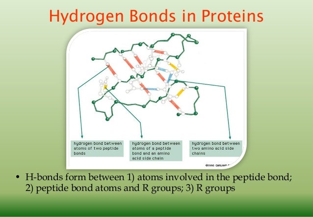 protein backbone hydrogen bonds protein backbone hydrogen bonds
