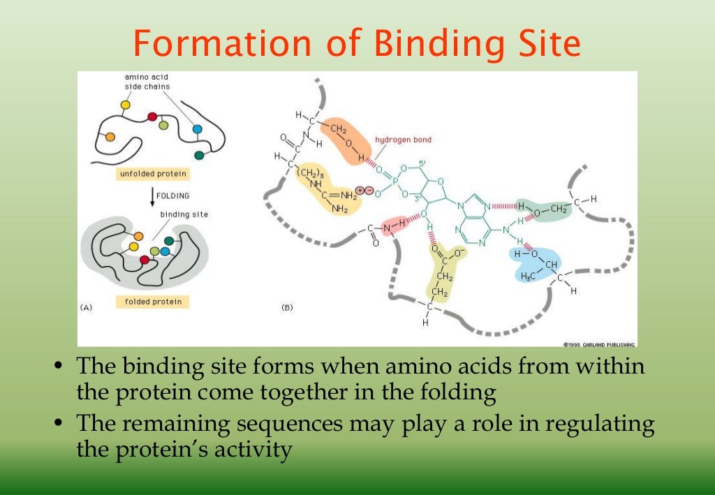 primary structure of protein download free primary structure of protein download free