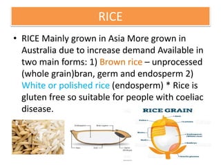 RICE
• RICE Mainly grown in Asia More grown in
Australia due to increase demand Available in
two main forms: 1) Brown rice – unprocessed
(whole grain)bran, germ and endosperm 2)
White or polished rice (endosperm) * Rice is
gluten free so suitable for people with coeliac
disease.
 