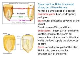 Grain structure Differ in size and
shape, but all have kernels
Kernel is a whole seed of a cereal
Has three parts: bran, endosperm,
and germ
Bran: outer protective covering of the
kernel
Good source of Vit., and fiber
Endosperm: largest part of the kernel
Contains most of the starch ad
protein, few minerals and a little fiber
Holds the food supply the plant uses
to grow
Germ: reproductive part of the plant
Rich in Vit., protein, and fat
Smallest part of the kernel
 