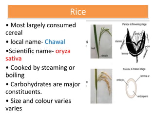 Rice
• Most largely consumed
cereal
• local name- Chawal
•Scientific name- oryza
sativa
• Cooked by steaming or
boiling
• Carbohydrates are major
constituents.
• Size and colour varies
varies
 