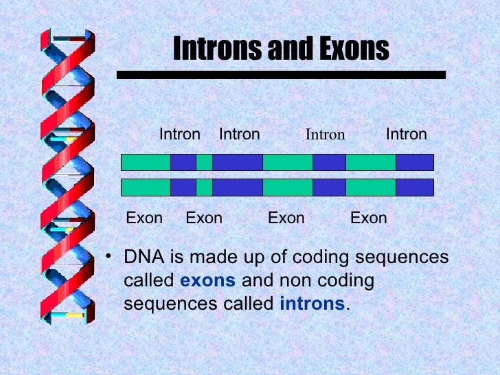 Protein syntheis