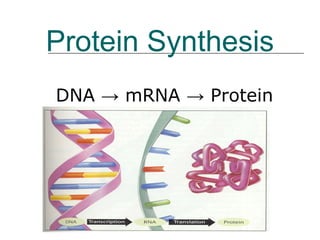 Protein Synthesis
DNA → mRNA → Protein
 