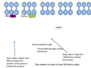A A G A A A A G A U U C U C G U C C A C C T C T A A G A G C A G G T G A A A G A A A A G A T T C T C G T C C A C mRNA Transcribed through nuclear membrane Start codon- Allows the t RNA to attach the protein at this point to initiate the process Stop codon- stops the t RNA from reading any further Gene template made One protein is made of over 20 Amino acids. Proline Met