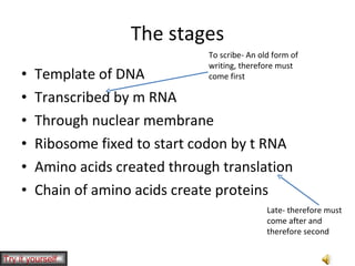 The stages Template of DNA Transcribed by m RNA Through nuclear membrane Ribosome fixed to start codon by t RNA Amino acids created through translation Chain of amino acids create proteins To scribe- An old form of writing, therefore must come first Late- therefore must come after and therefore second Try it yourself