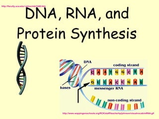 DNA, RNA, and Protein Synthesis http://faculty.uca.edu/~johnc/mbi1440.htm http://www.wappingersschools.org/RCK/staff/teacherhp/johnson/visualvocab/mRNA.gif 
