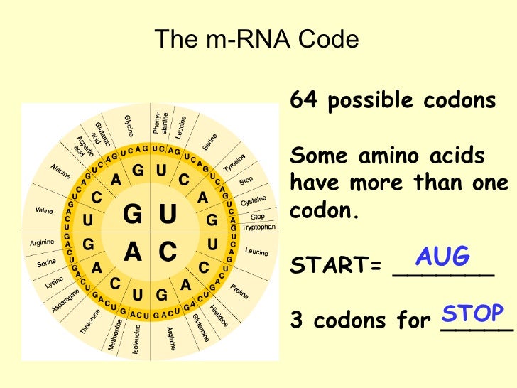 Protein synthesis