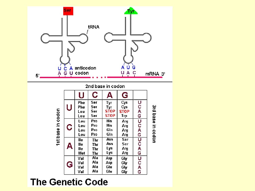 Protein synthesis