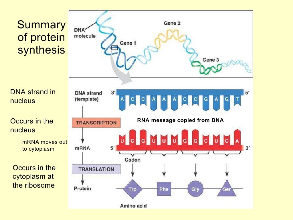 Биосинтез гена. Этапы экспрессии генов и синтеза белка. Этапы экспрессии Гена и синтеза белка. Экспрессия генов. Этапы экспрессии Гена.
