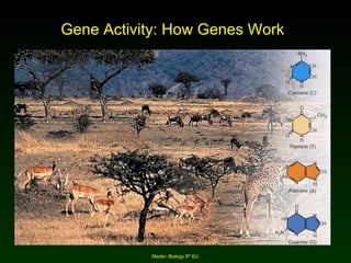 Gene Activity: How Genes Work Mader: Biology 8 th  Ed. 