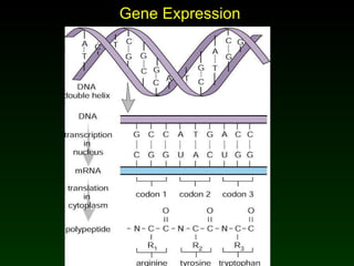 Gene Expression Mader: Biology 8 th  Ed. 