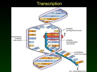 Transcription Mader: Biology 8 th  Ed. 