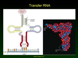 Transfer RNA Mader: Biology 8 th  Ed. 