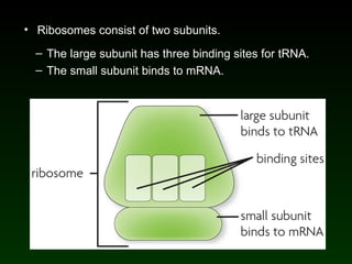 Ribosomes consist of two subunits. The large subunit has three binding sites for tRNA. The small subunit binds to mRNA. 