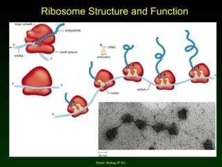 Ribosome Structure and Function Mader: Biology 8 th  Ed. 