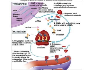 Mader: Biology 8 th  Ed. 