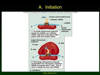 A.  Initiation  Mader: Biology 8 th  Ed. 