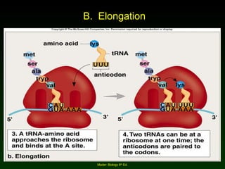 B.  Elongation Mader: Biology 8 th  Ed. 