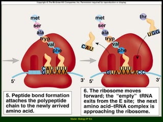 Mader: Biology 8 th  Ed. 