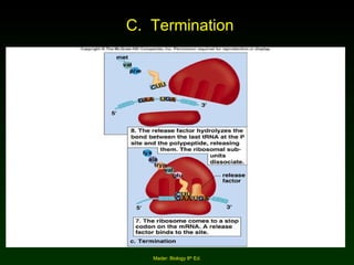 C.  Termination Mader: Biology 8 th  Ed. 